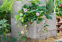 Fragaria x ananassa - pink-Flowering Strawberry plants in concrete planters  - RHS Grow Your Own with The Raymond Blanc Gardening School- RHS Hampton Flower Show, 2018.