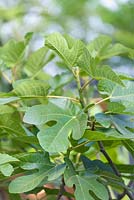 Ficus carica - Fig 