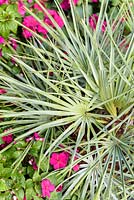 Chamaerops humilis - Dwarf fan palm. 'B and Q Bursting Busy Lizzie Garden' RHS Hampton Flower Show, 2018 