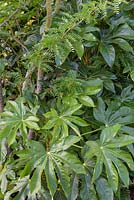 Fatsia japonica - Japanese aralia