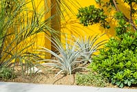 Puya harmsii, Butia palm and Pittosporum tobira with yellow wall. Santa Rita 'Living La Vida 120', RHS Hampton Flower Show, 2018