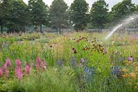 Watering the meadow created by Piet Oudolf at RHS Hampton Court Palace Flower Show 2018 - Iconic Horticultural Heroes