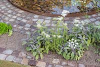Achillea millefolium with Salvia officinalis 'Purpurascens' planted between brick paving next to a circular pebble pool - 'Health and Wellbeing Garden' RHS Hampton Flower Show, 2018