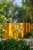Agapanthus africanus 'White' against a bright yellow wall with overhanging Butia capitata - Santa Rita 'Living La Vida 120' Garden, RHS Hampton Court Palace Flower Show 2018