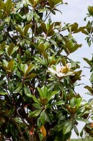 Magnolia grandiflora - bull bay