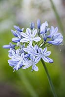 Agapanthus 'Summer Days' - African lily
