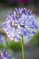 Agapanthus 'Maureen' - African lily