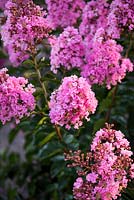 Lagerstroemia indica 'Sioux' - crape myrtle 