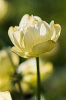 Trollius x cultorum 'Cheddar' - Globeflower 