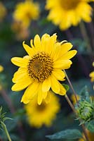 Helianthus 'Suncatcher pure gold' - Sunflower 