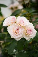Rosa Emily Bronte 'Ausearnshaw' - rose