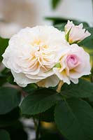Rosa Emily Bronte 'Ausearnshaw' - rose 