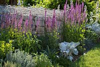 Salvia nemorosa planted by gabion wall - Santa Rita 'Living La Vida 120' Garden, Sponsored by Santa Rita Wines, RHS Hampton Court Flower Show, 2018.