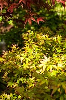 Acer palmatum 'Murasaki-kiyohime' - Japanese maple 'Murasaki-kiyohime'