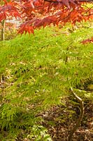 Acer palmatum 'Waterfall' - Japanese maple 