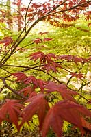 Acer palmatum 'Uncle Ghost' - Japanese maple 