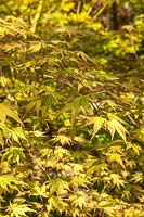 Acer palmatum 'Reticulatum Como' - Japanese maple