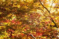 Acer palmatum 'Nicholsonii' - Japanese maple 