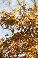 Acer palmatum 'Nicholsonii' - Japanese maple