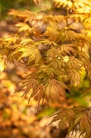 Acer palmatum 'Ariadne' - Japanese maple