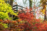 Terrace in woodland with Acer palmatum 'Enkan' - Japanese maple,  Jardin Gomero, France