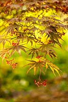Acer palmatum 'Kinran' - Japanese maple
