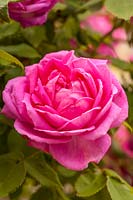 Rosa 'Pink Cloud' - rose 