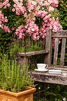 Garden bench with cup and book flanked by pots of Lavandula stoechas and Rosa 'The Fairy' grown as standards - July, France