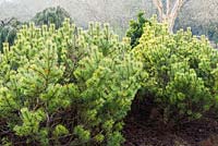 Pinus mugo 'Ophir' - Dwarf mountain pine 'Ophir'