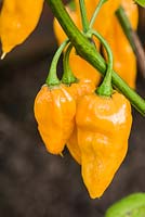 Capsicum chinense - Chilli pepper 'Habanero Fatalii'