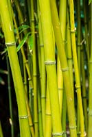 Phyllostachys nigra f. henonis - Henon bamboo
