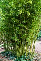 Phyllostachys nigra f. henonis - Henon bamboo