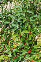 Ilex x koehneana 'Chestnut Leaf' - holly 'Chestnut Leaf'