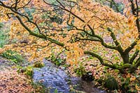 Autumnal acer growing beside stream. Minterne, Dorset, UK