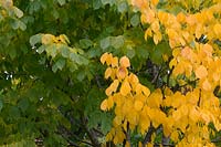 Cladrastis kentukea - Kentucky yellow wood 