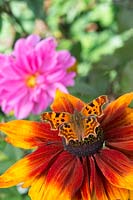 Polygonia c-album - Comma butterfly - on rudbeckia flower.