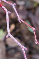 Rubus peltatus 
