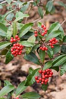 Skimmia japonica subsp. reevesiana 'Chilan Choice'