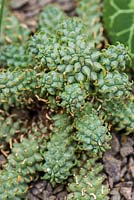 Euphorbia clavarioides 