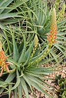 Aloe x spinosissima 