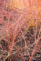 Rubus phoenicolasius - Wineberry