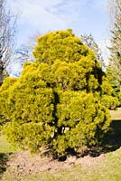 Pinus nigra 'Moseri' 