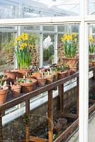 Terracotta pots of spring bulbs on staging in glasshouse. RHS Garden Harlow Carr, North Yorkshire, UK. 