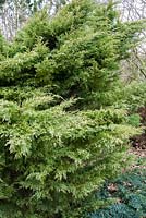 Juniperus x pfitzeriana 'Sulplhur Spray' - Juniper 'Sulphur Spray'