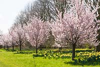 Prunus 'Pandora' - Avenue of blossoming cherry trees leading to the Jubilee Arboretum. RHS Garden Wisley, Surrey, UK. 