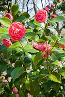 Camellia japonica 'Bill Stewart'