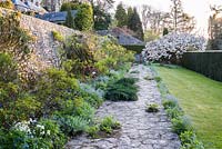 View along paved path towards Prunus 'Taihaku' - great white cherry. One side of the path is a mixed border of roses and 
perennials, the other side is a grass slope edge, both sides have self-seeded Brunnera
macrophylla 