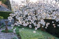 Prunus 'Taihaku' - the great white cherry in full blossom
