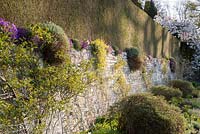 Retaining wall topped with formal hedge but softened with aubretia
