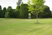 Historic yew topiary hedges cut into undulating shapes to frame a pristine lawn